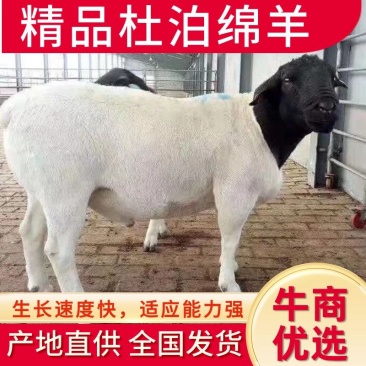 【纯种】杜泊绵羊，种母羊，种公羊，优良培育，生长快质量优
