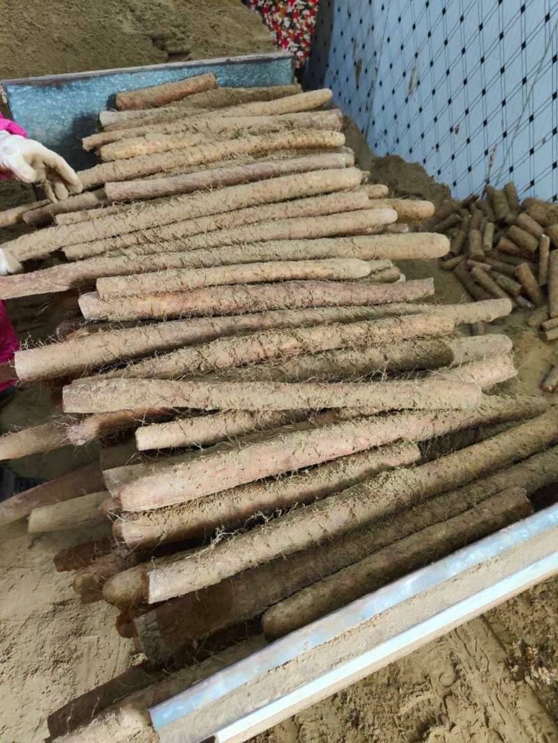 山药对接全国批发商电商接单菜山药视频看货欢迎来