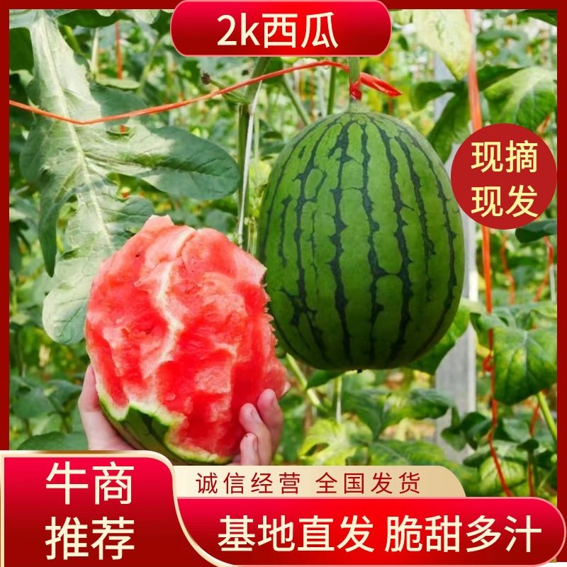 山东2K小糖丸吊瓜小糖丸西瓜保熟保甜一手货源