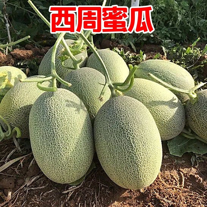 哈密瓜西州蜜25基地直供一手货源品质保证欢迎来电