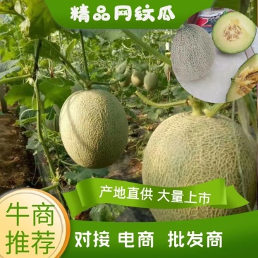 甜瓜网纹系列甜瓜香甜可口货源充足质量好良心产品