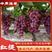 湖南精品红提产地直销、八月上旬可上市、欢迎各地水果批发商！