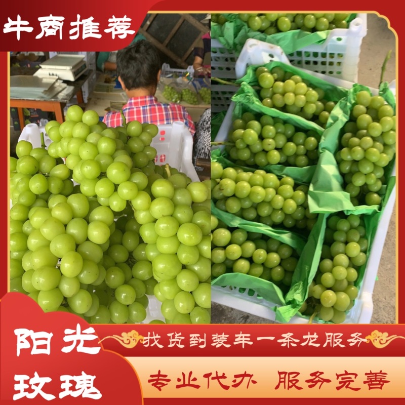 阳光玫瑰产地直销、七月中下旬可上市、专业团队一条龙服务！