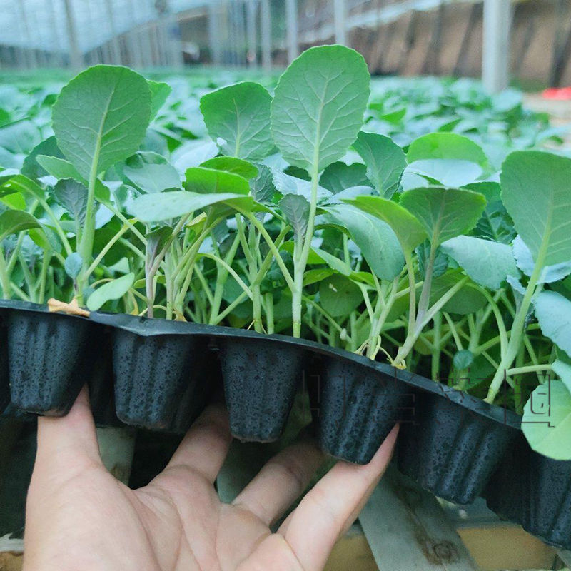西兰花种苗耐热花椰菜青花菜大田蔬菜曼陀绿花菜苗子