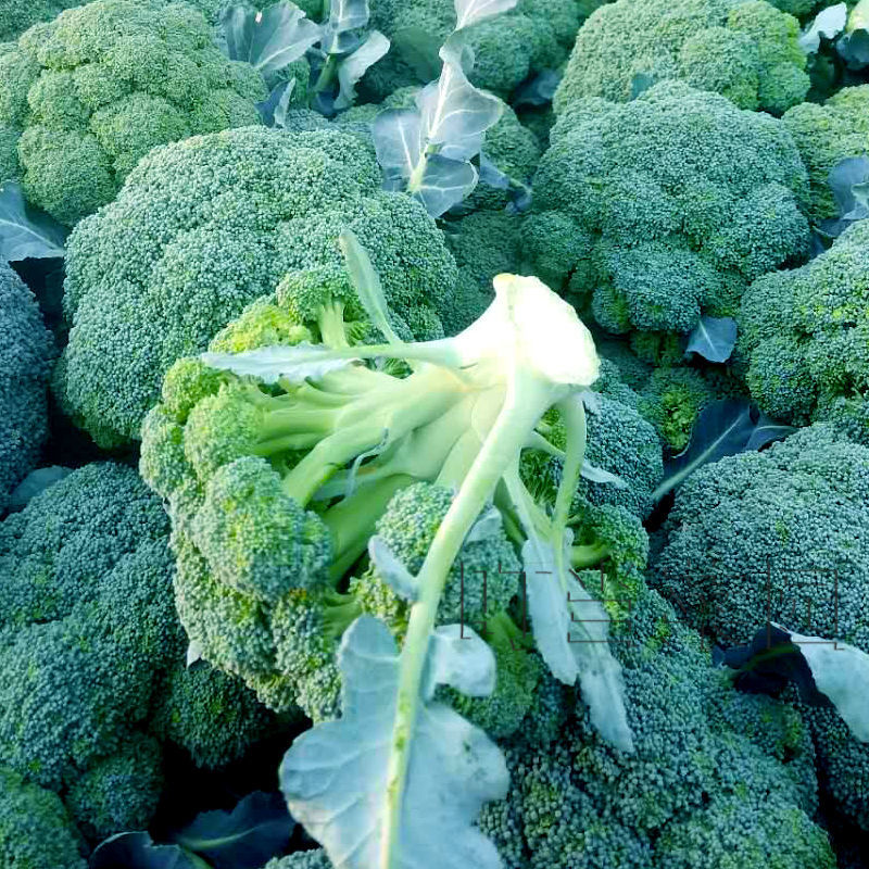 西兰花种苗耐热花椰菜青花菜大田蔬菜曼陀绿花菜苗子