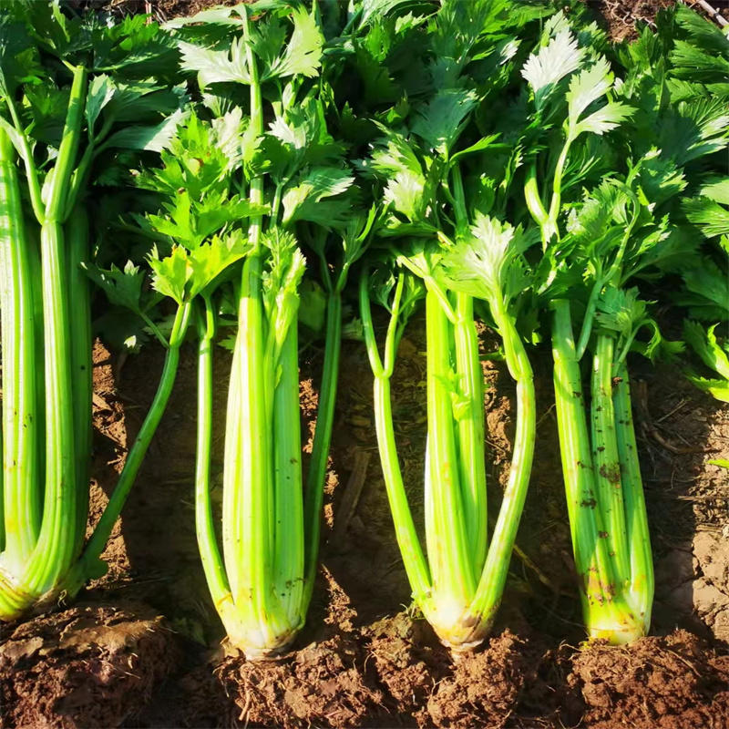 澳冠皇后西芹种子芹菜种子法国皇后西芹黄绿油亮耐热夏季蔬菜