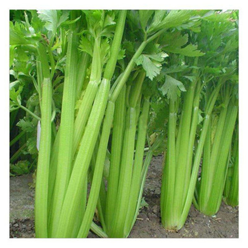 文图拉芹菜种子天津双港四季西芹蔬菜种子优质高产芹菜西芹种