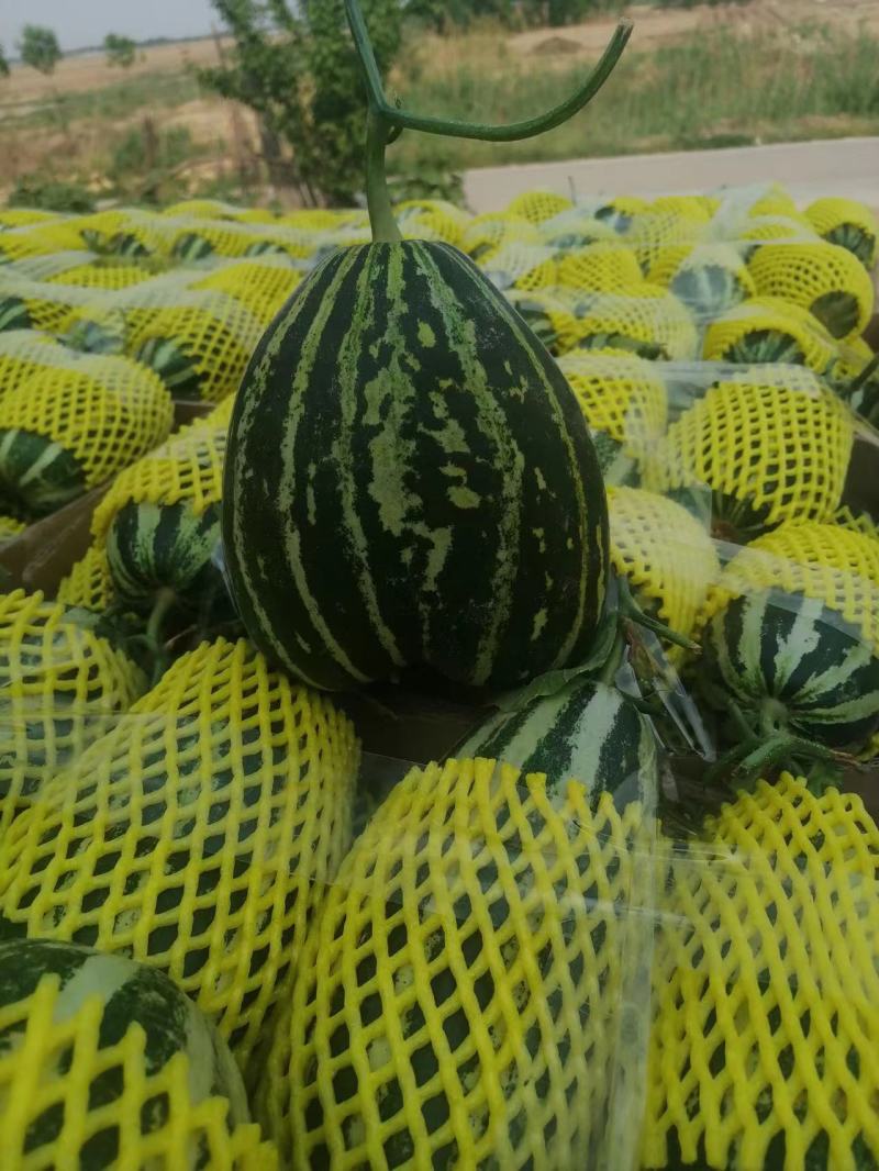 【推荐】博洋甜瓜万亩基地直发口感脆甜品质保证全国发货