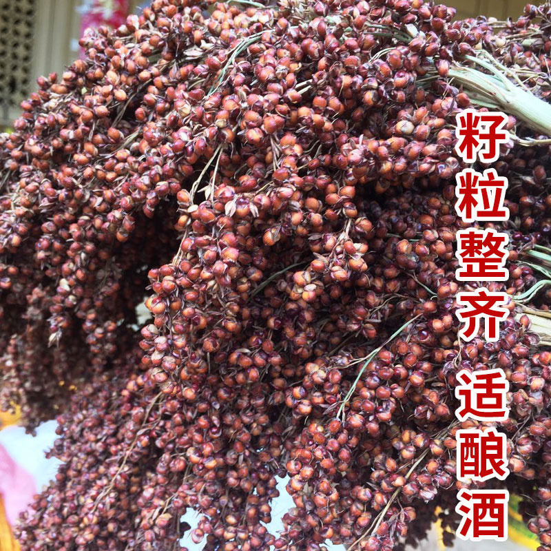 铁杆抗四高粱种子高产抗倒抗鸟抗旱高产酿造型红高粱种子杂交