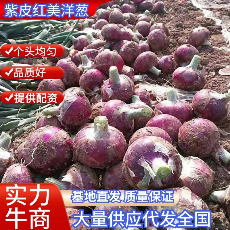 紫皮洋葱红美洋葱量大从优品质保欢迎来电