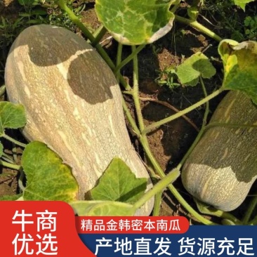 【热卖】金韩密本南瓜,个头大,颜色黄,口感甜,面