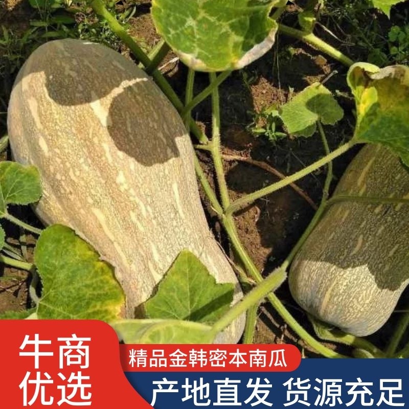 【热卖】金韩密本南瓜，个头大，颜色黄，口感甜，面