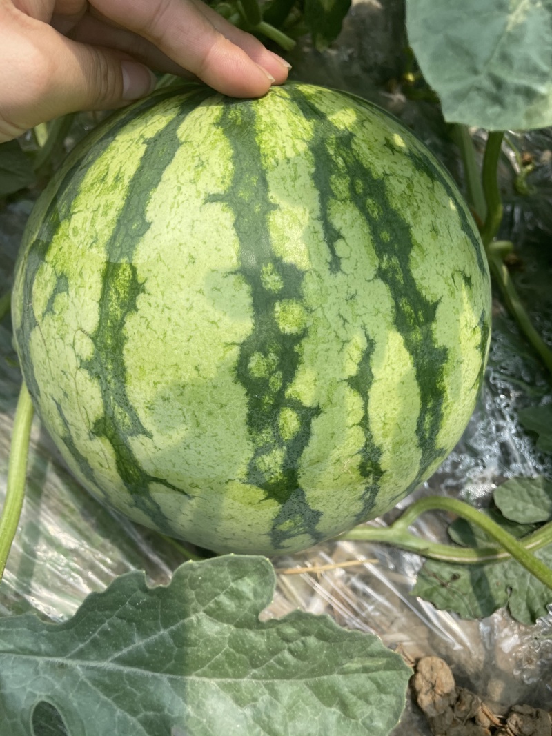 精品湖北西瓜大量上市产地直供保质保量欢迎来电