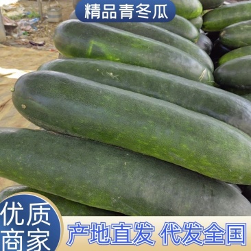 【精选】青冬瓜产地直销一站式服务,量大价优,品质好,全国