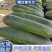 【精选】青冬瓜产地直销一站式服务,量大价优,品质好,全国