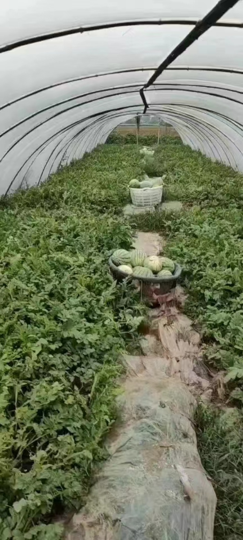 8424西瓜大量上市中，基地直销，可对接批发商超，来咨询