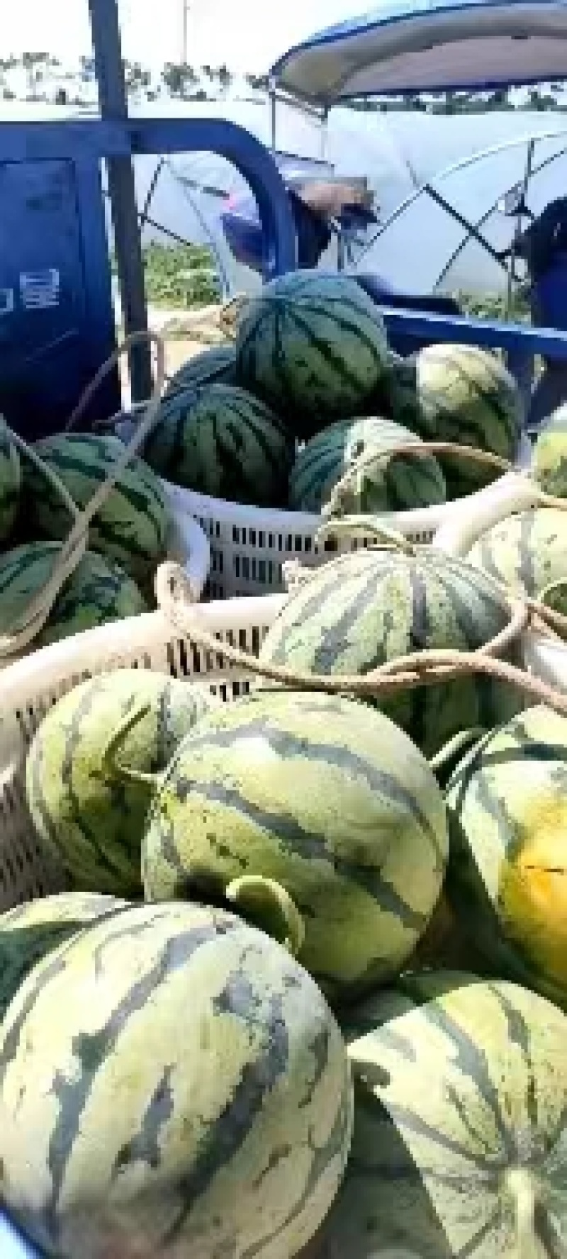 8424西瓜大量上市中，基地直销，可对接批发商超，来咨询