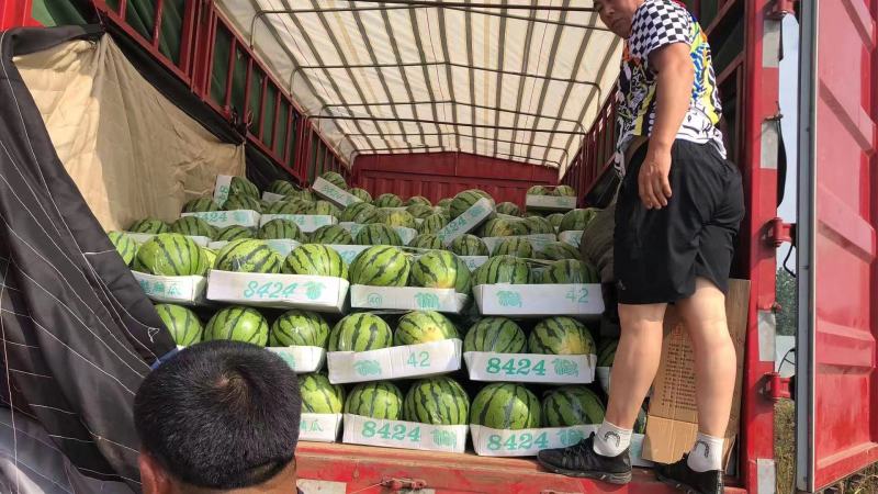 8424西瓜大量上市中，基地直销，可对接批发商超，来咨询