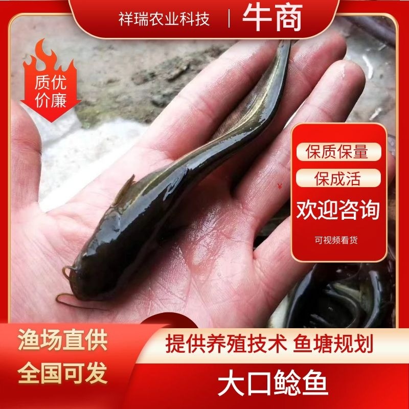 鲶鱼苗大口鲶苗本养殖基地长期出售鱼苗品种优良精心包成活