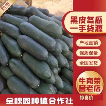 黑皮冬瓜20斤以上铁心黑皮吊冬瓜吊冬瓜耐运输全国供应