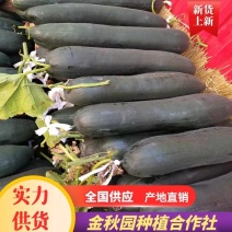 黑皮炮弹冬瓜20铁心黑皮吊冬瓜吊冬瓜黑皮冬瓜