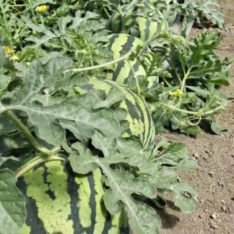 天津市静海麒麟瓜甜度高现摘新鲜一手货源大量现货