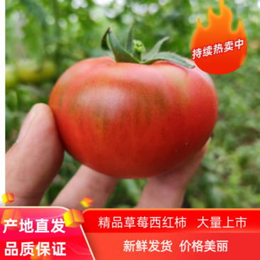 山东新鲜草莓西红柿风味浓郁番茄当季蔬菜现货批发
