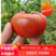 山东新鲜草莓西红柿风味浓郁番茄当季蔬菜现货批发