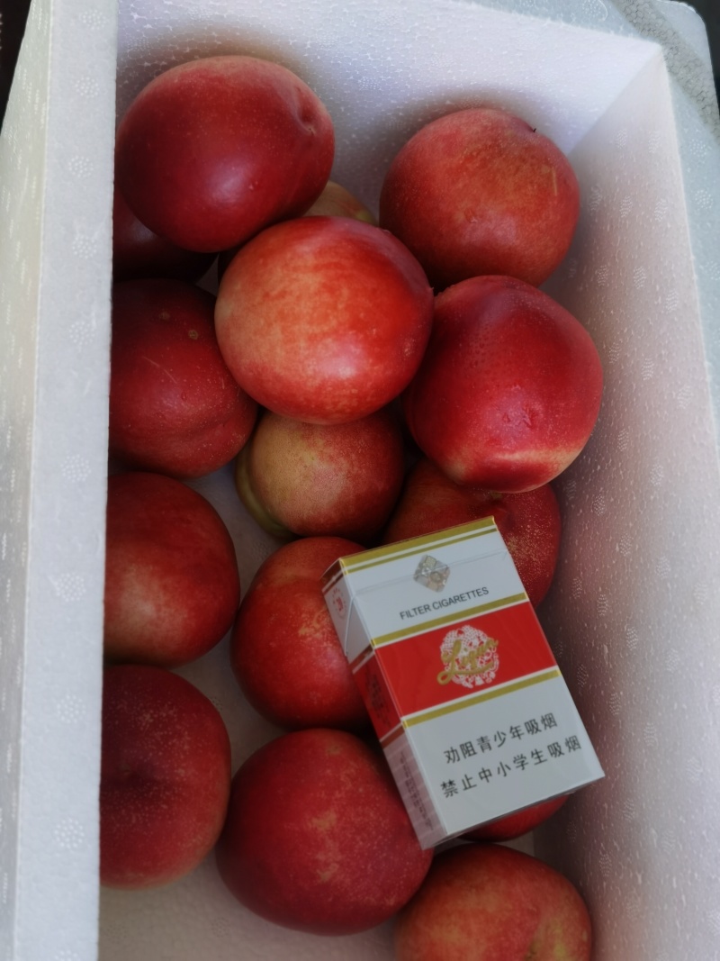 【油桃】中油油桃正宗中油蜜玉自产自销坏单包赔全国发货