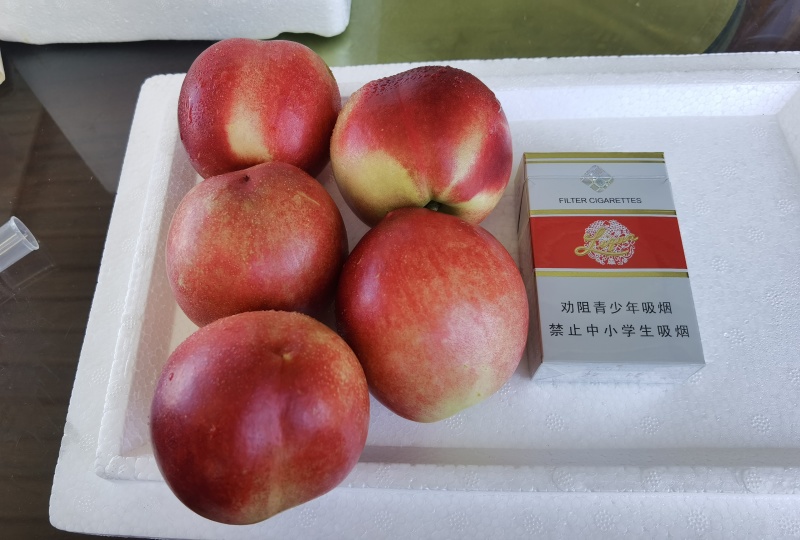 【油桃】中油油桃正宗中油蜜玉自产自销坏单包赔全国发货