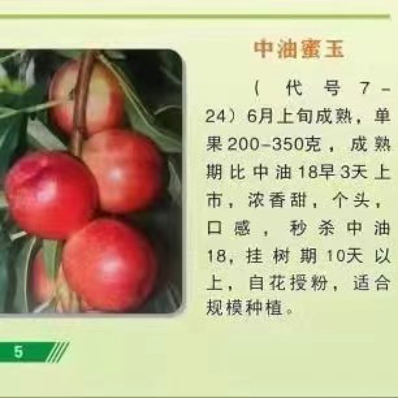 【油桃】中油油桃正宗中油蜜玉自产自销坏单包赔全国发货