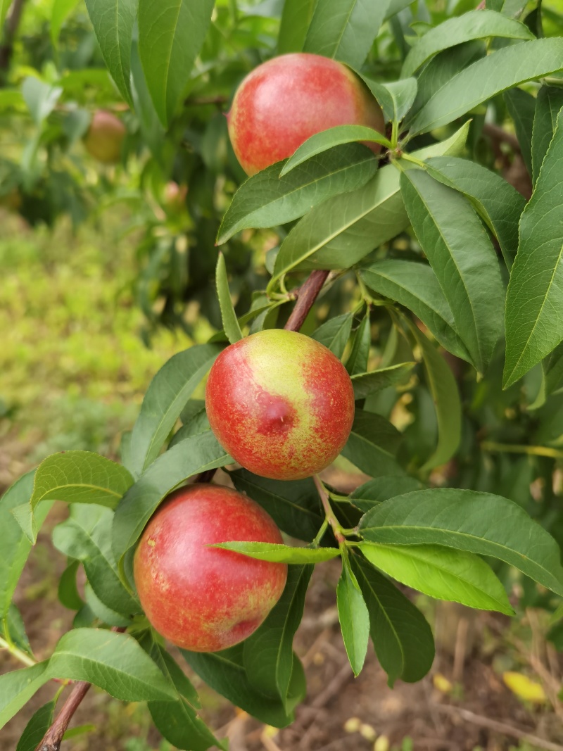 【油桃】中油油桃正宗中油蜜玉自产自销坏单包赔全国发货