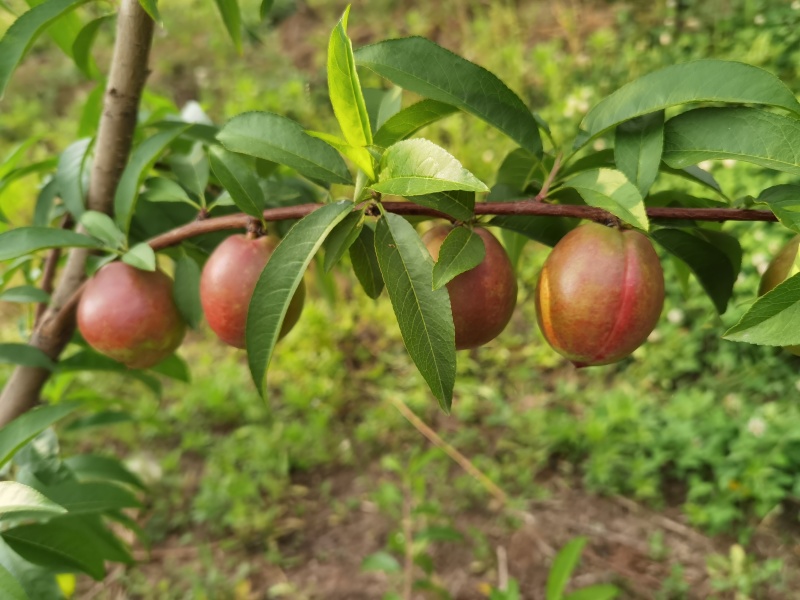【油桃】中油油桃正宗中油蜜玉自产自销坏单包赔全国发货