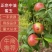 【油桃】中油油桃正宗中油蜜玉自产自销坏单包赔全国发货