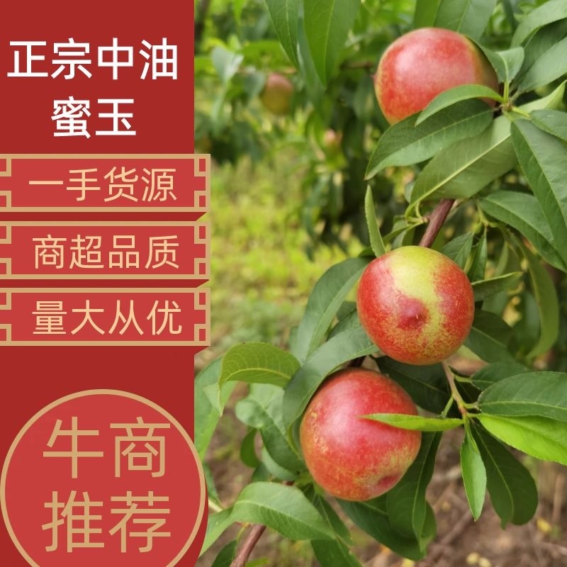 【油桃】中油油桃正宗中油蜜玉自产自销坏单包赔全国发货
