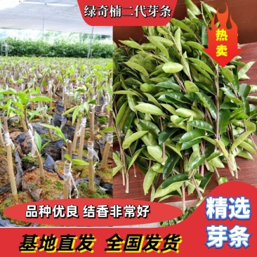 绿奇楠二代芽条，品质保证，优良品种，结香非常好