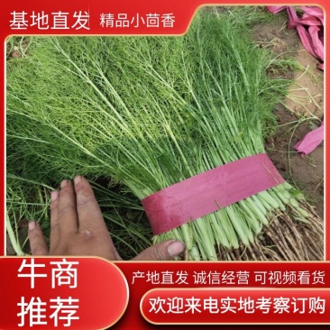 精品茴香大量上市一手货源走超市，水饺水饺厂欢迎合作