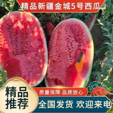 【热销】新疆金城5号西瓜基地直发视频看货诚信合作量大从优
