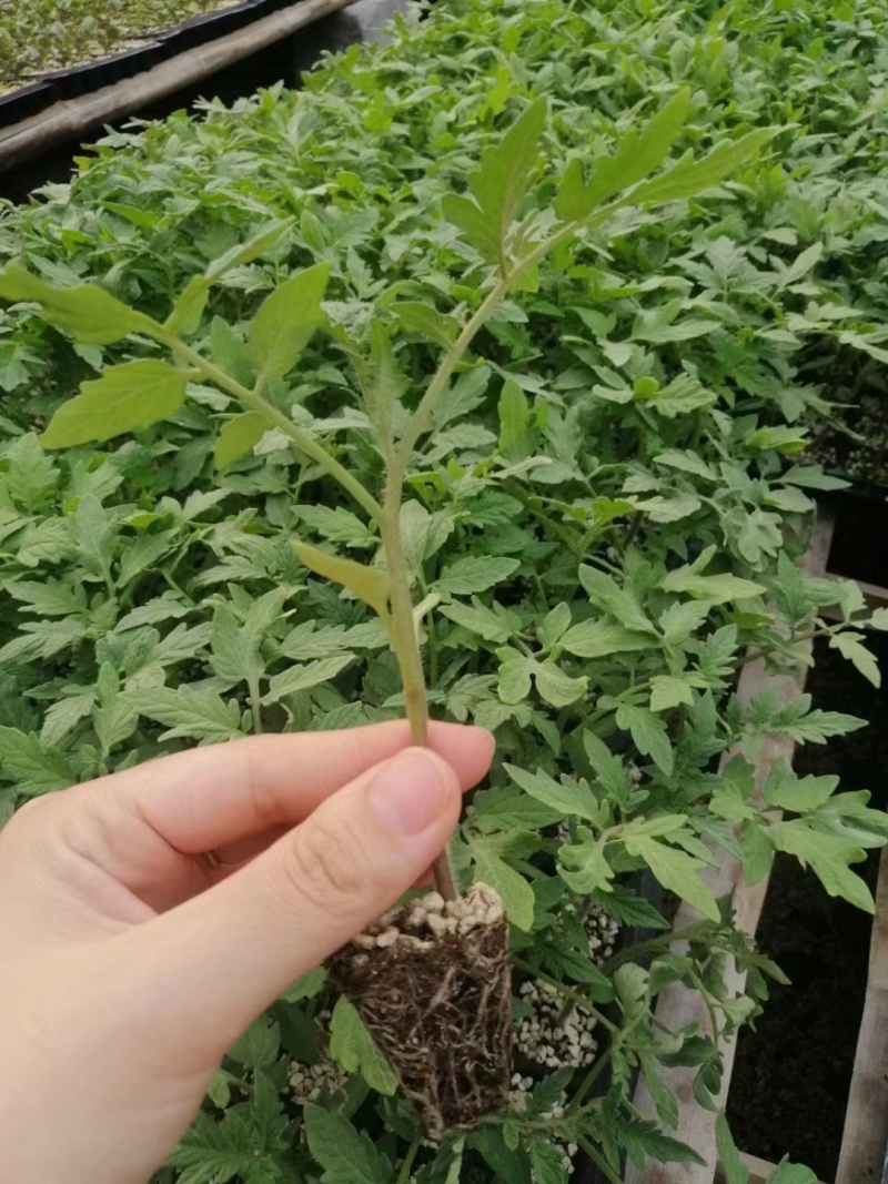 西红柿苗四叶一心，基地直销，技术指导，苗好无病，来电咨