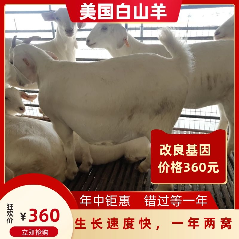 改良美国基因白山羊，经过科技人员六年的改良，非常适合中国