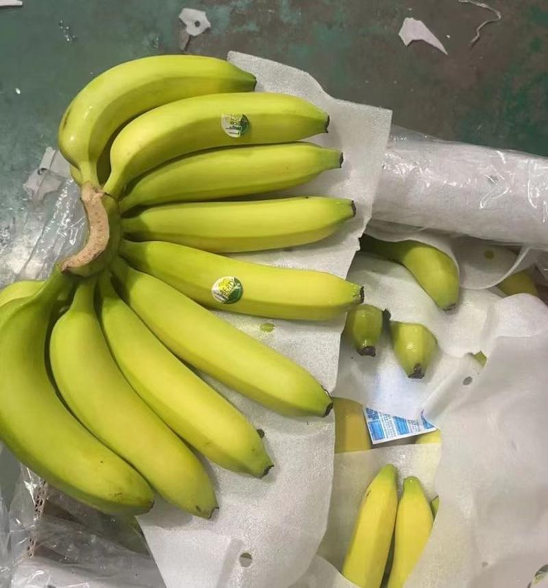 【精选】香蕉全年供应，规格齐全，价格便宜，量大从优