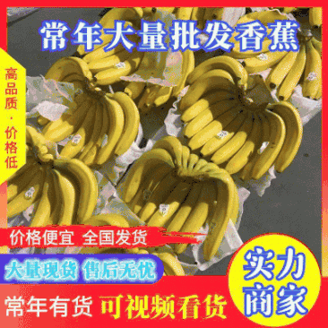 【推荐】香蕉青蕉二黄全年供应规格齐全欢迎咨讯物美价廉