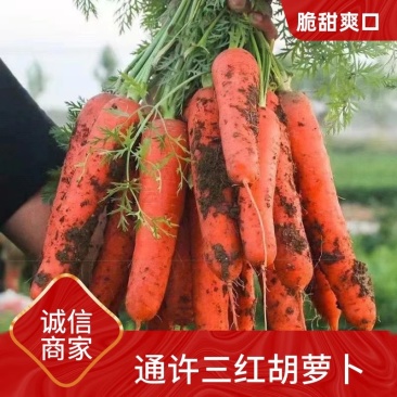 精品河南通许胡萝卜基地全国直发保质保量可实地考察视频看货