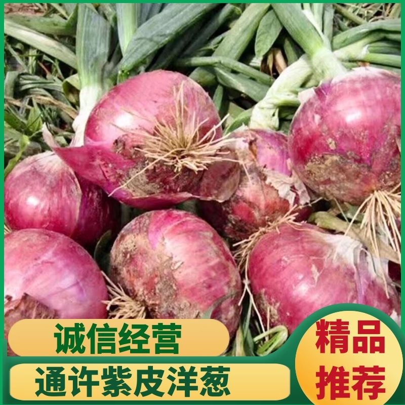 【洋葱】河南，通许新洋葱，洋葱诚信经营质量保证