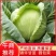 河南通许甘蓝包头菜万亩蔬菜基地诚信经营品质保证
