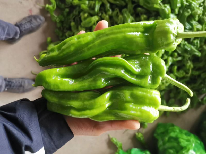 【辣椒】精品芜湖椒薄皮辣椒产地现摘现发品质保证