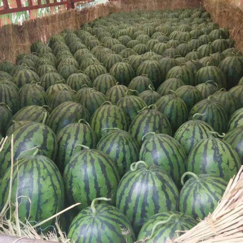 金城五号西瓜8424美都甜王等品种全对接各大批发市场