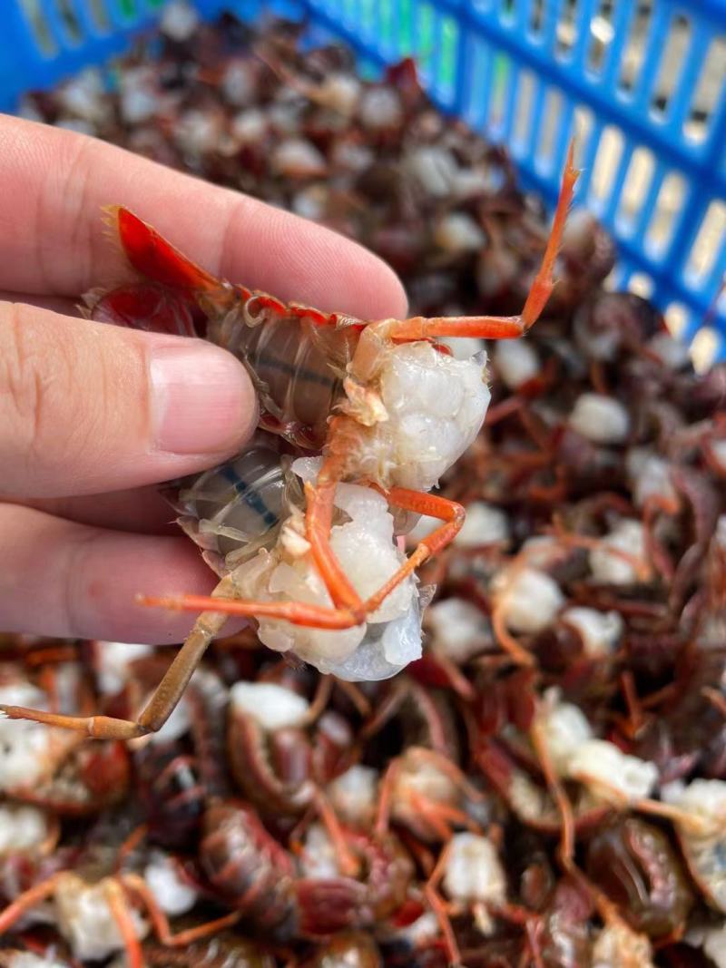 湖北洪湖新鲜大号小龙虾尾1斤装顺丰包邮
