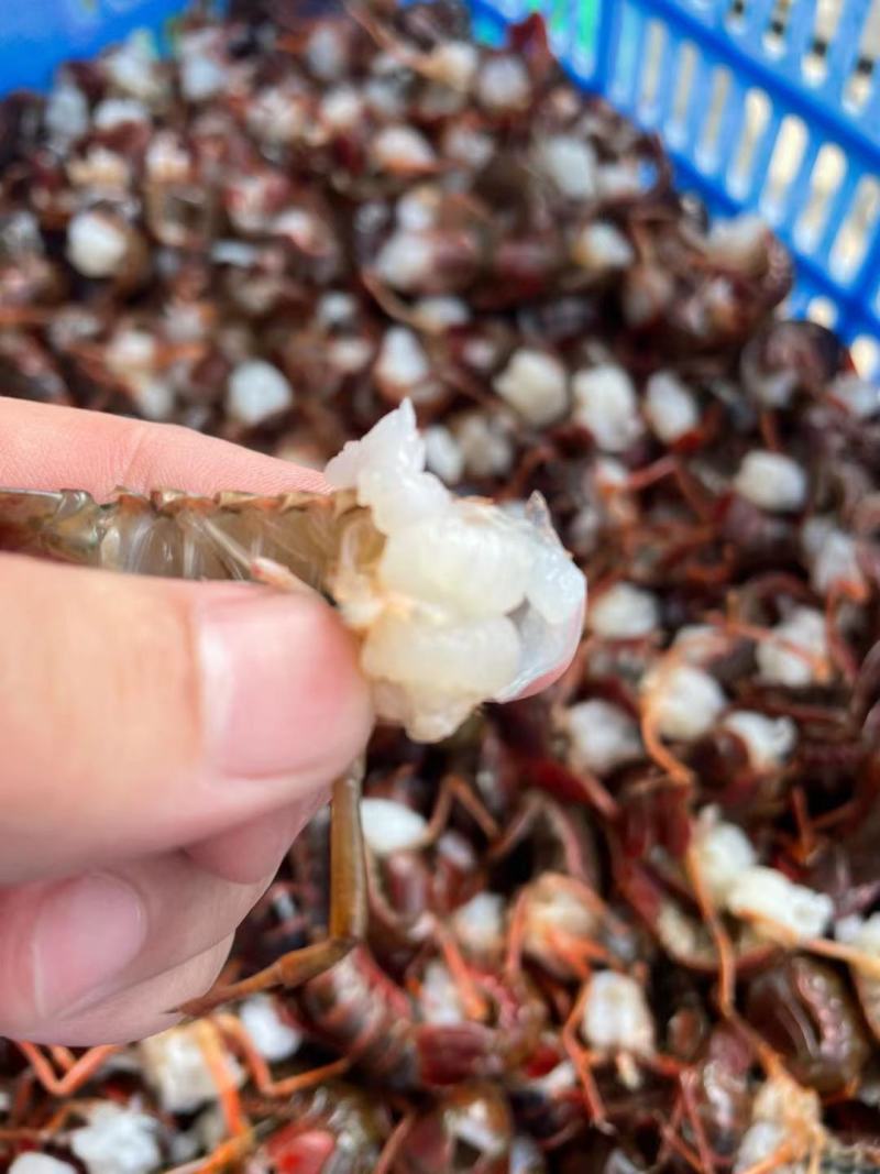湖北洪湖新鲜大号小龙虾尾1斤装顺丰包邮