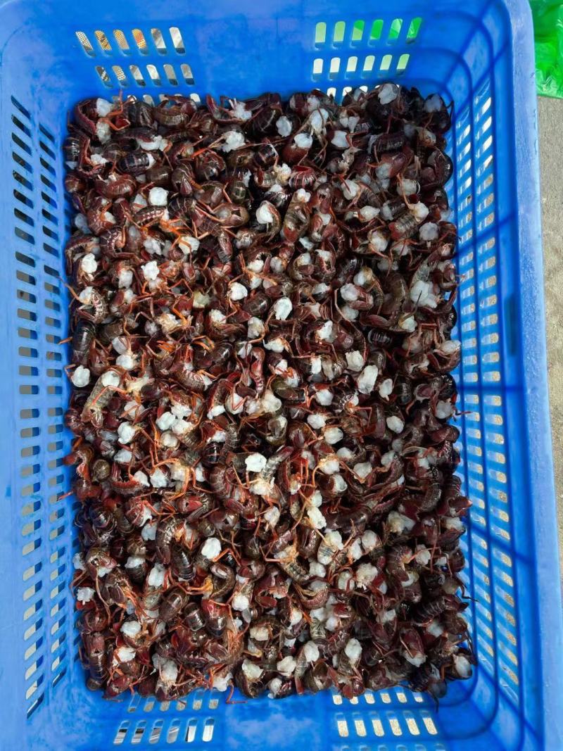 湖北洪湖新鲜大号小龙虾尾1斤装顺丰包邮